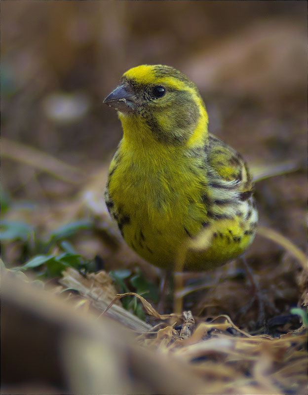 Gafarró (Serinus serinus)