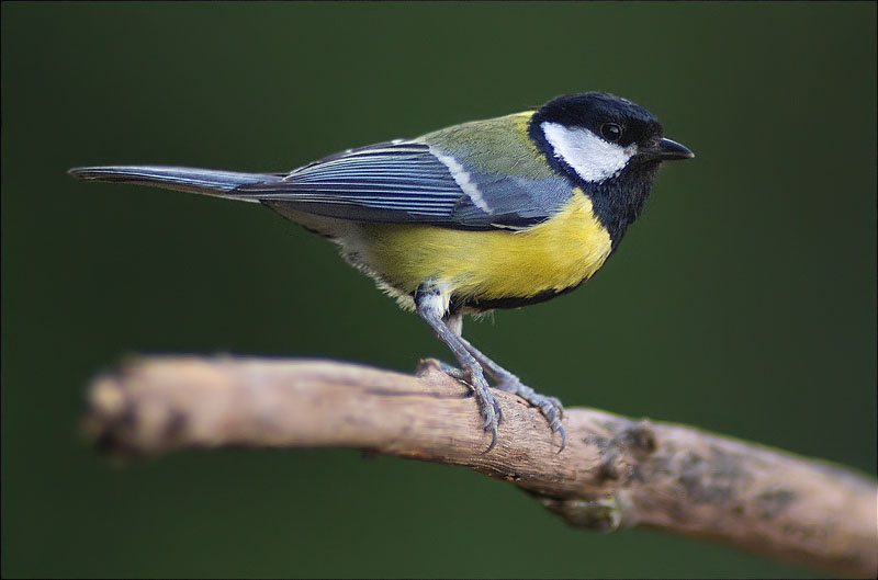 Mallerenga carbonera (Parus major)