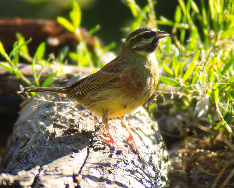 Mascle de Gratapalles (Emberiza cirlus)
