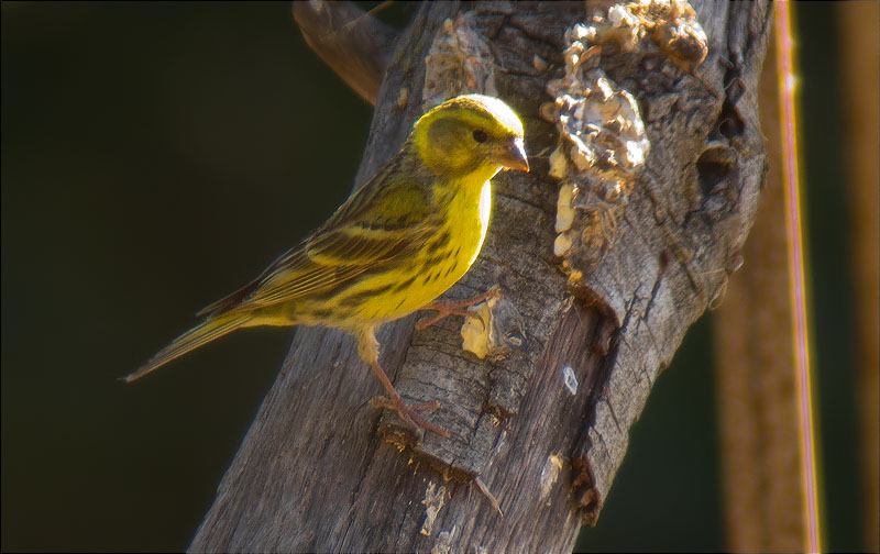 Gafarró (Serinus serinus)