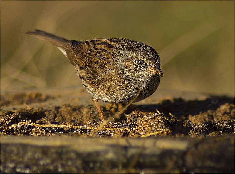 Pardal de bardissa (Prunella modularis)