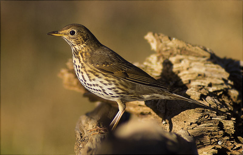 Tord comú (Turdus philomelos)