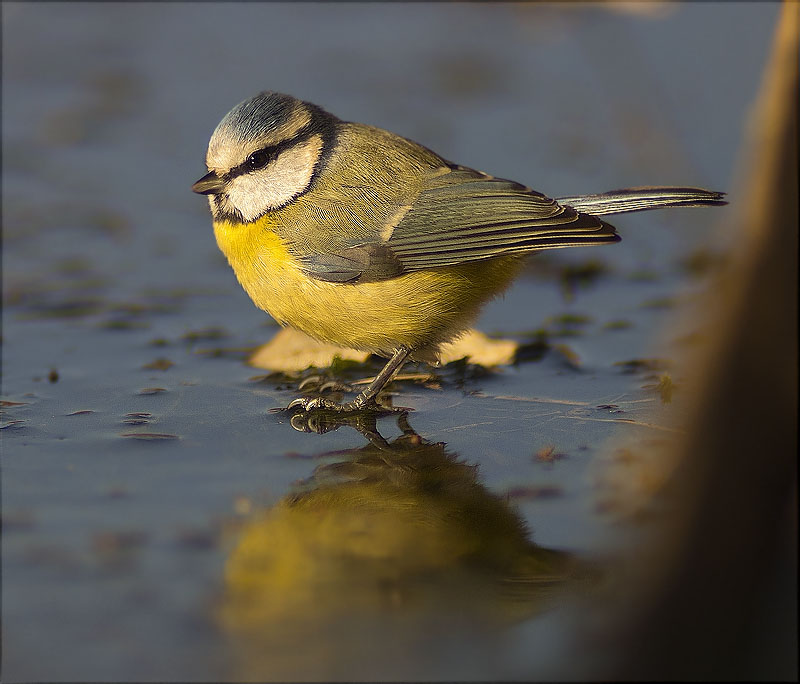 Mallerenga blava (Parus caeruleus)  al gel