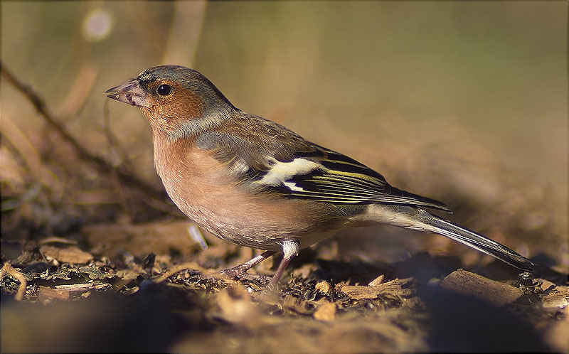 Mascle de Pinsà comú (Fringilla coelebs)