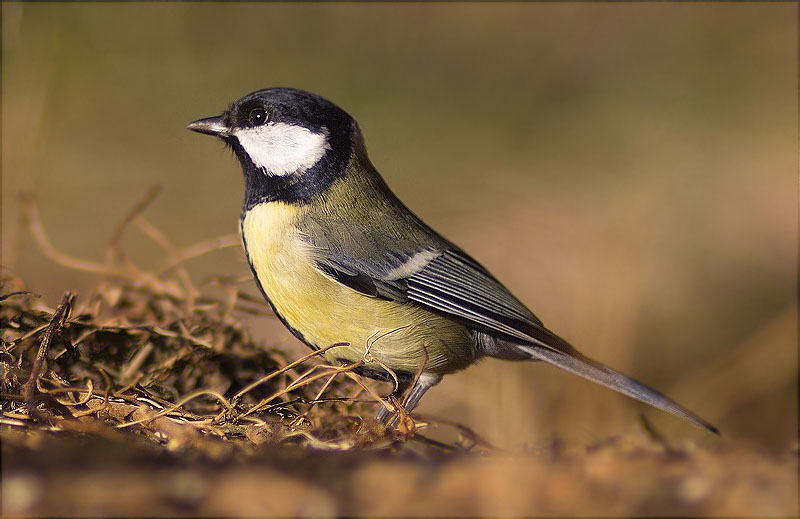 Mallerenga carbonera (Parus major)