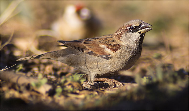 Mascle de Pardal comú (Passer domesticus)