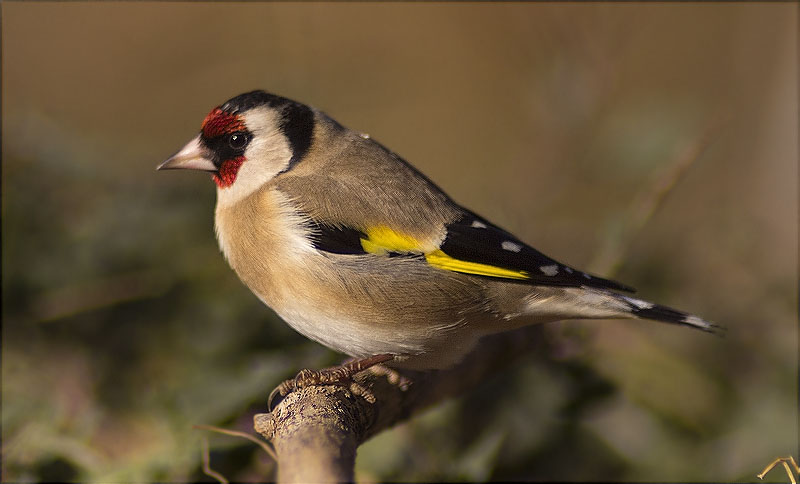 Cardina (Carduelis carduelis)