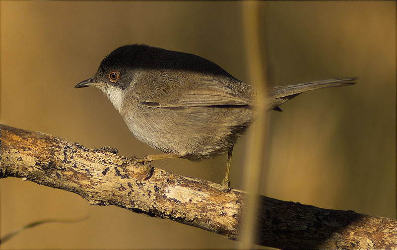 Femella de Tallarol capnegre (Sylvia melanocephala)