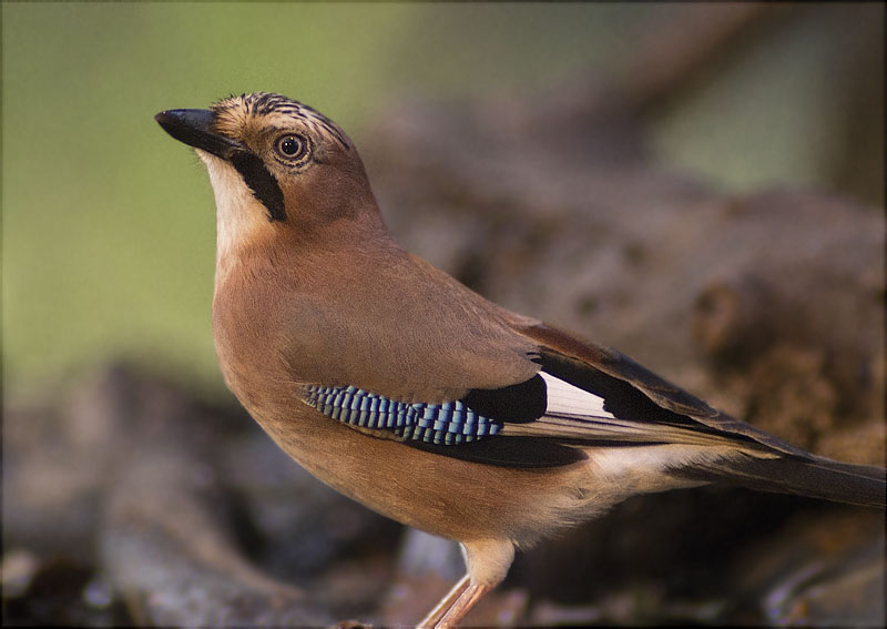 Gaig (Garrulus grandarius)