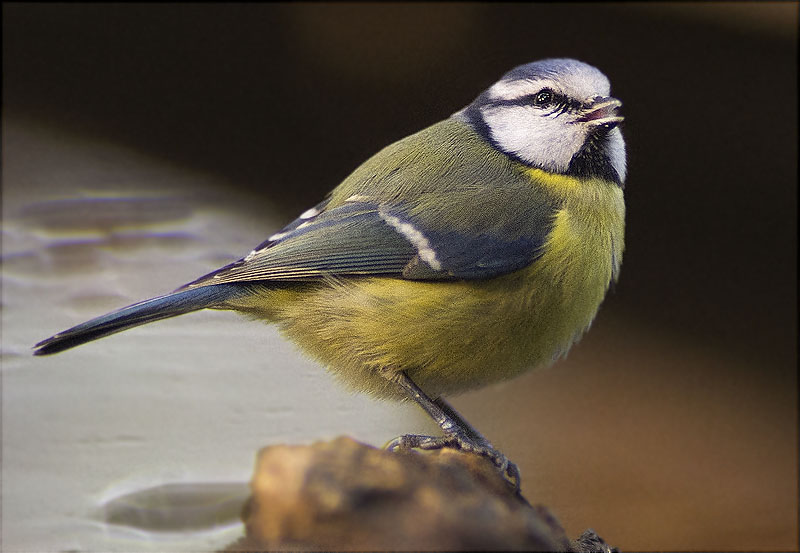 Mallerenga blava (Parus caeruleus)