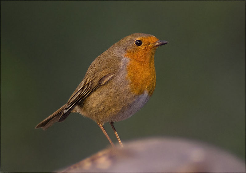 Pit roig (Erithacus rubecola)