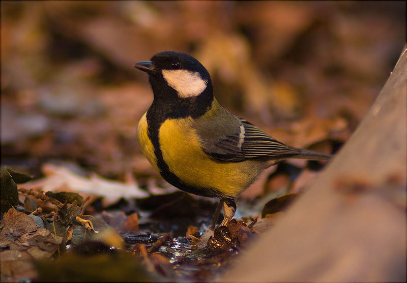 Mallerenga carbonera (Parus major)