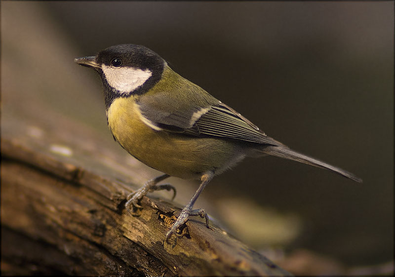 Mallerenga carbonera (Parus major)