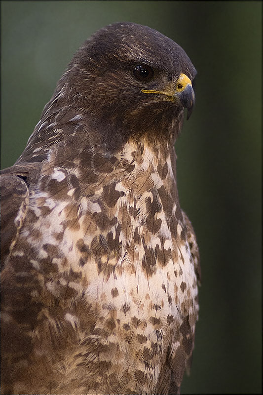 Aligot comú (Buteo buteo)