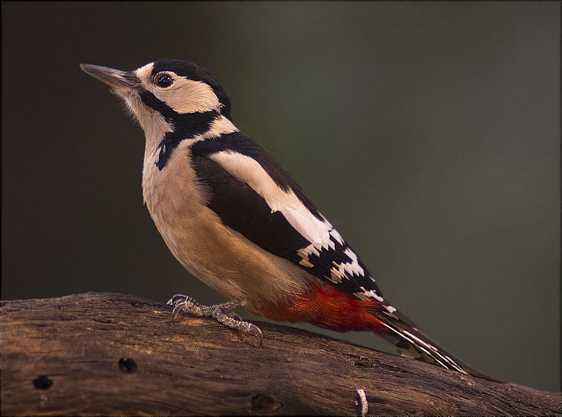 Femella de Picot garser gros (Dendrocopos major)