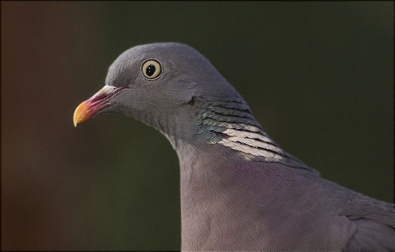 Tudó (Columba palumbus)