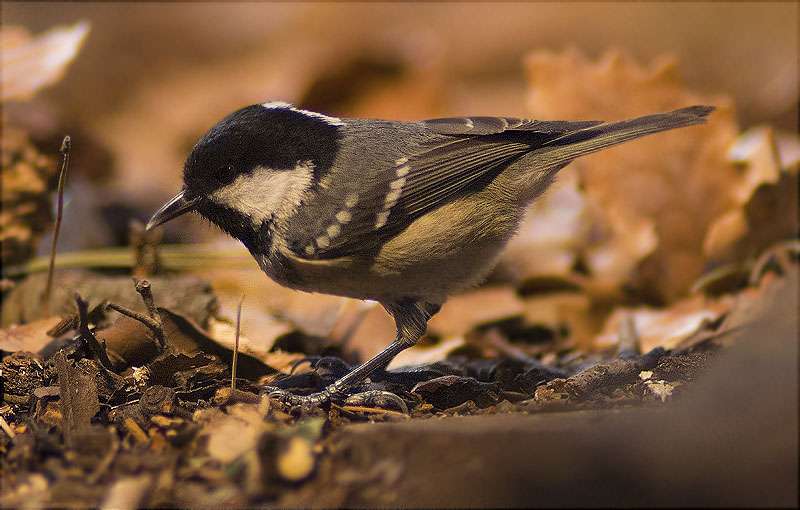 Mallerenga petita (Parus ater)