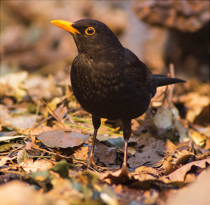 Mascle de Merla (Turdus merula)