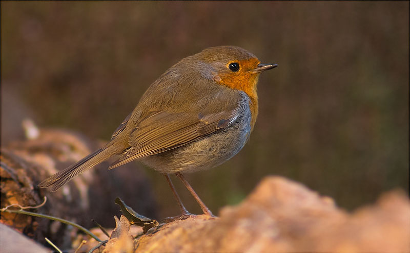 Pit roig (Erithacus rubecola)