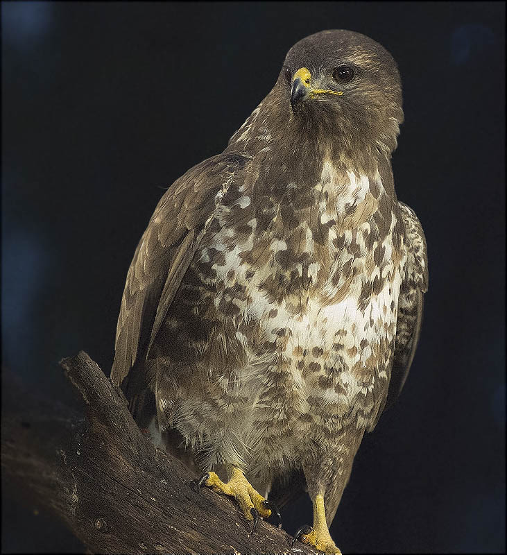 Aligot comú (Buteo buteo)