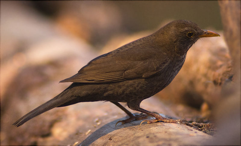 Femella de Merla (Turdus merula)