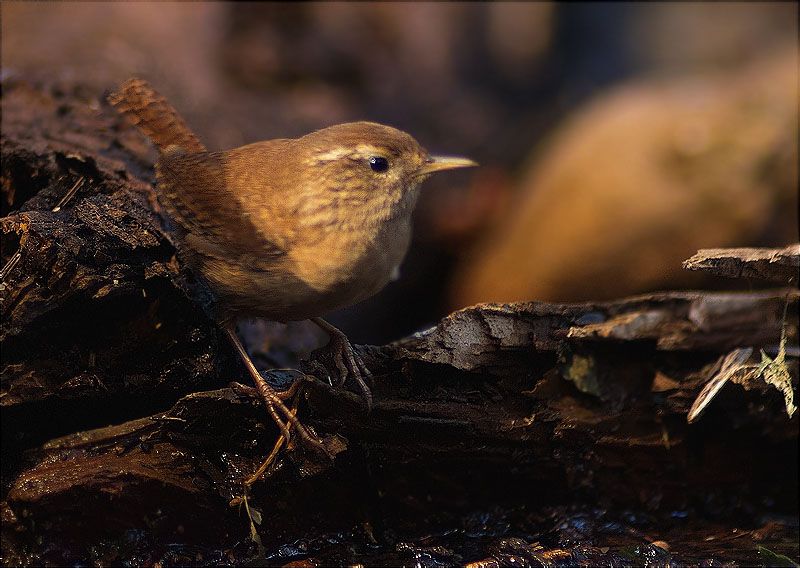 Cargolet (Troglodytes troglodytes)