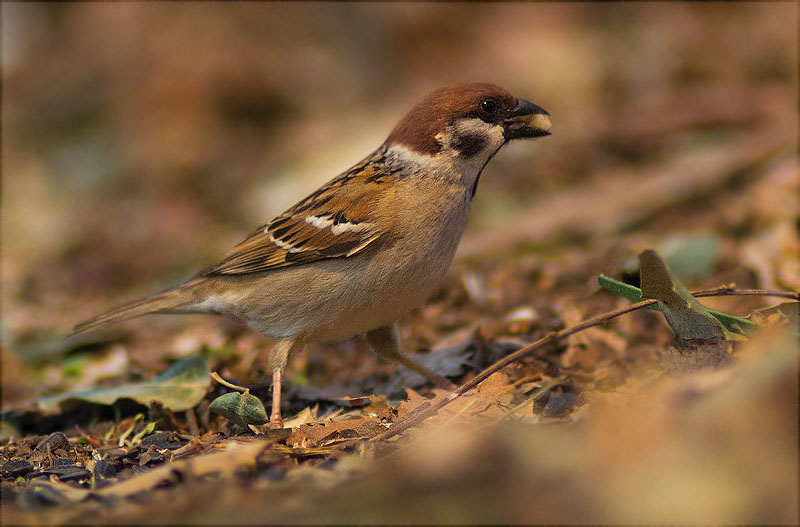 Pardal xarrec (Passer montanus)