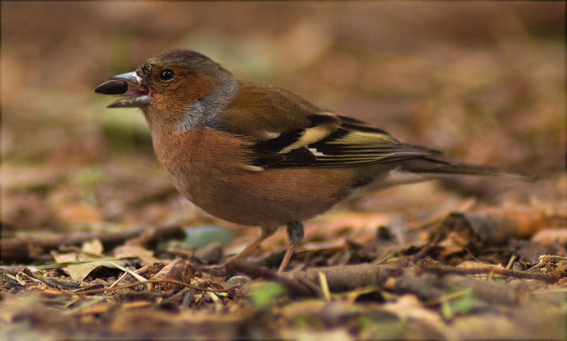 Mascle de Pinsà comú (Fringilla coelebs)