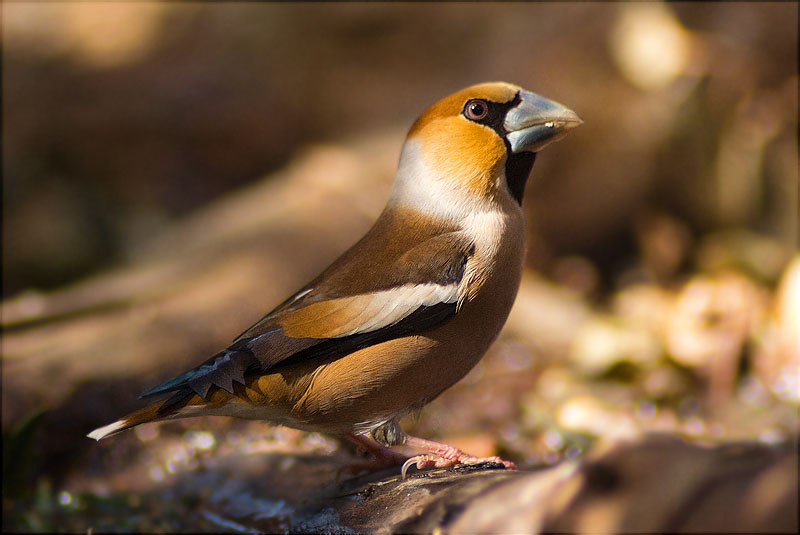 Durbec (Coccothraustes coccothraustes)