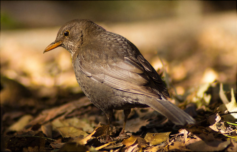 Femella de Merla (Turdus merula)