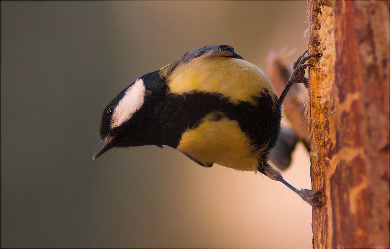 Mallerenga carbonera (Parus major)