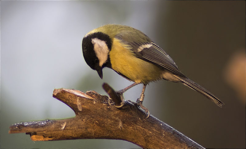 Mallerenga carbonera (Parus major)