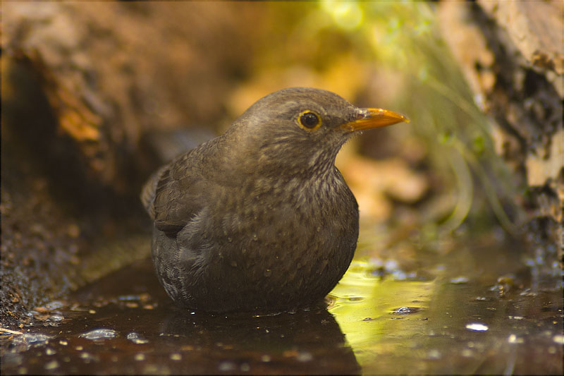 Femella de Merla (Turdus merula)