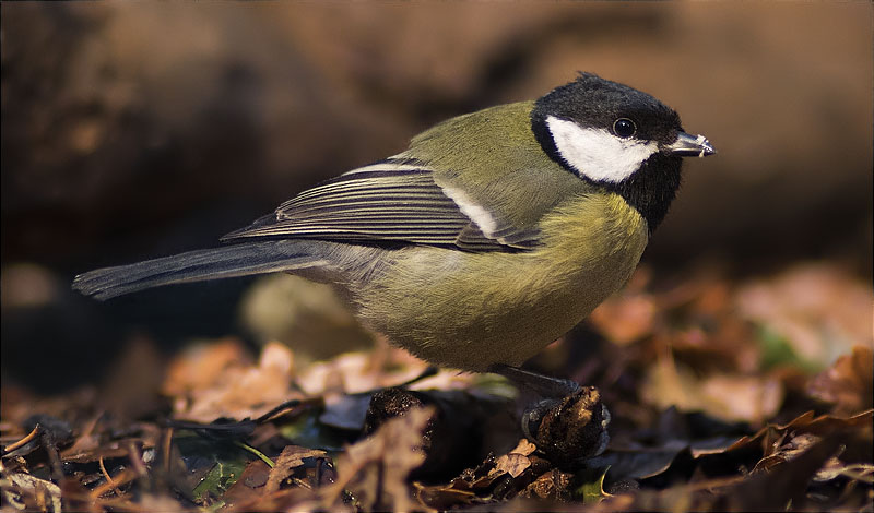 Mallerenga carbonera (Parus major)