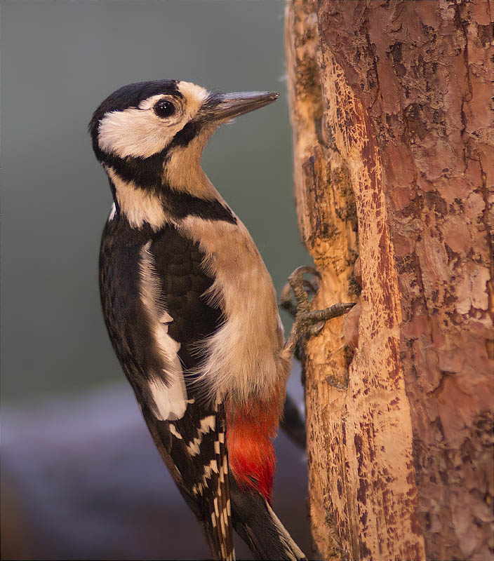 Femella de Picot garser gros (Dendrocopos major)