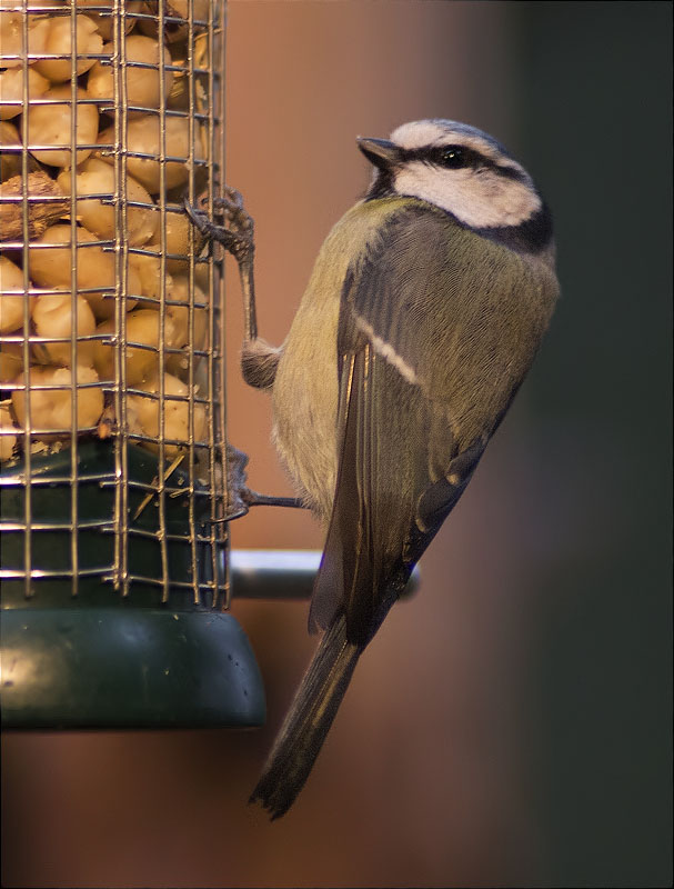 Mallerenga blava (Parus caeruleus)