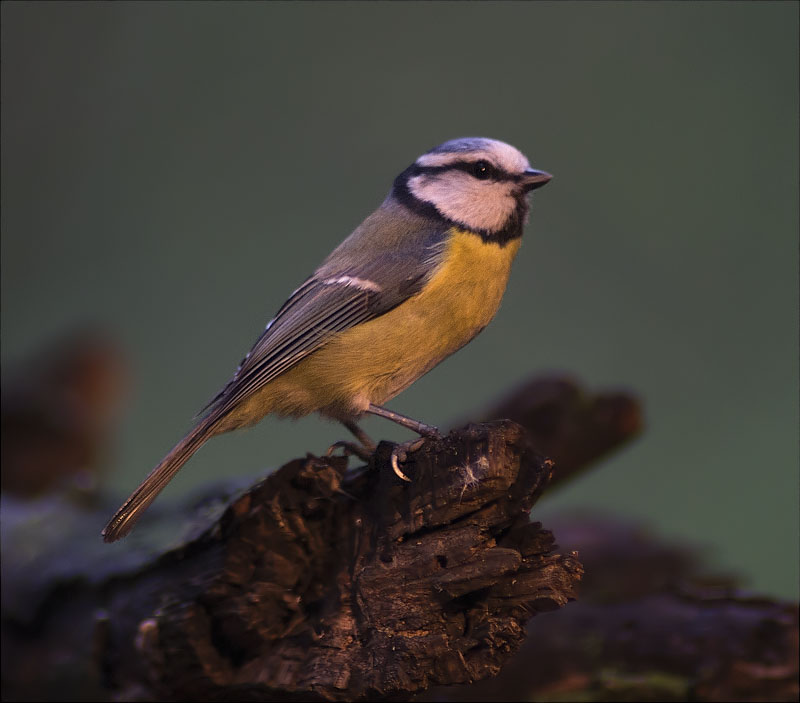 Mallerenga blava (Parus caeruleus)