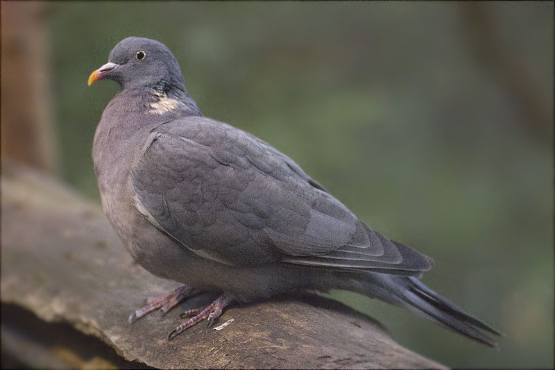 Tudó (Columba palumbus)