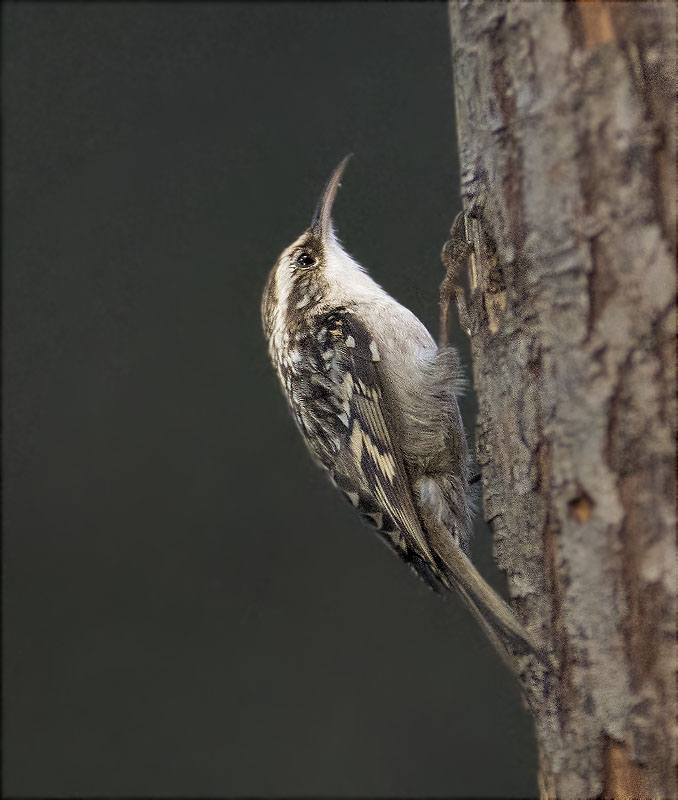 Raspinell comú (Certhia brachydactyla)