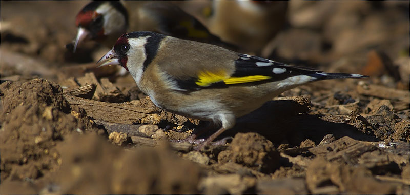 Cadernera (Carduelis carduelis)