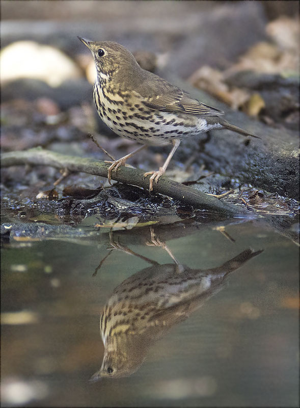 Tord comú (Turdus philomelos)