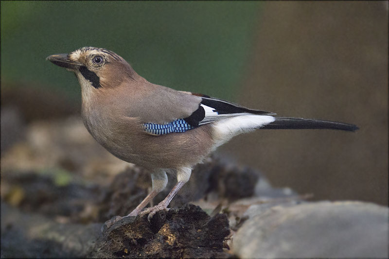 Gaig (Garrulus grandarius)