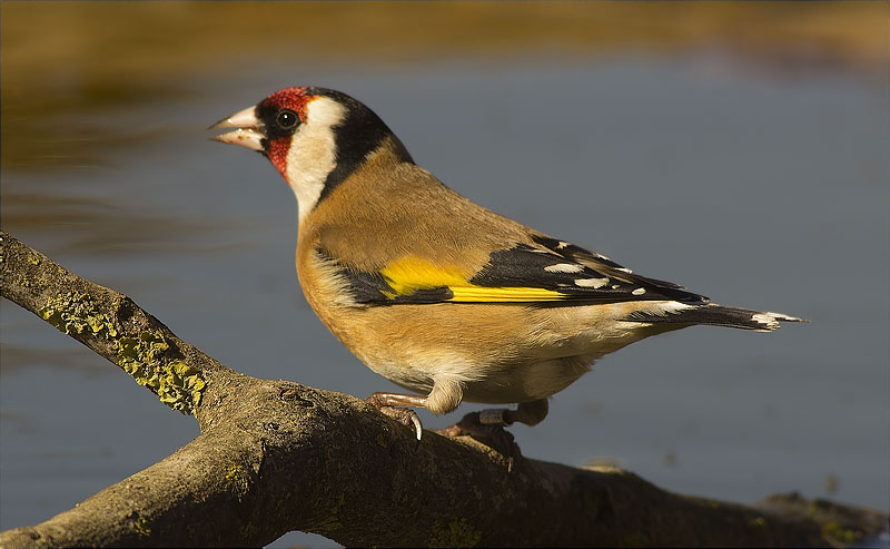 Cadernera (Carduelis carduelis)