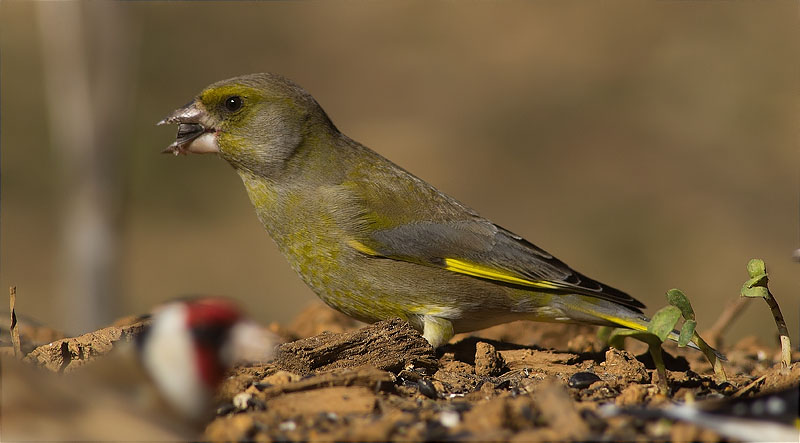 Verdum (Carduelis chloris)