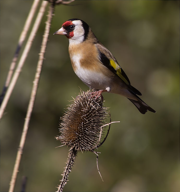 Cadernera (Carduelis carduelis)