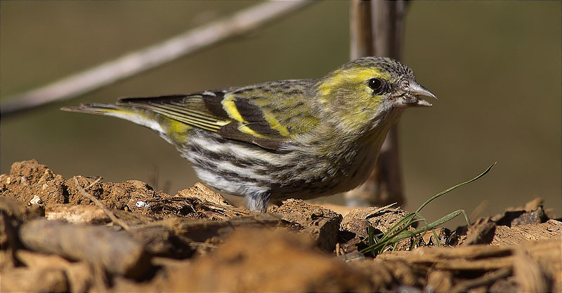 Gafarró (Serinus serinus)