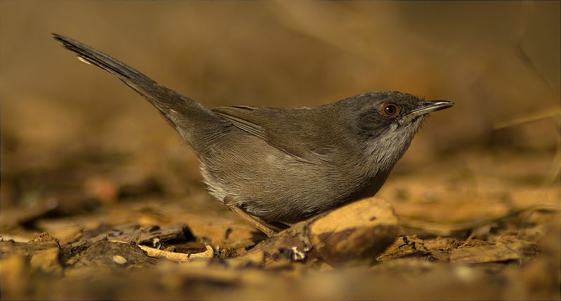 Femella de Tallarol capnegre (Sylvia melanocephala)