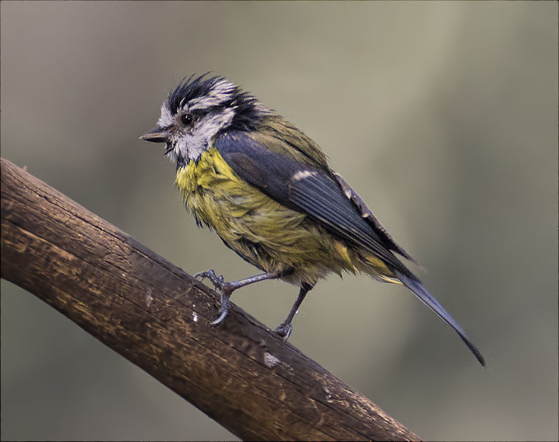 Mallerenga blava (Cyanistes caeruleus)