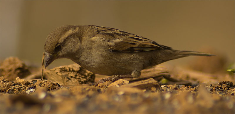 Femella de Pardal comú (Passer domesticus)