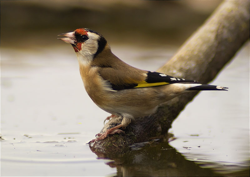 Cadernera (Carduelis carduelis)